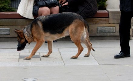 Pies sam zgłosił się na policję