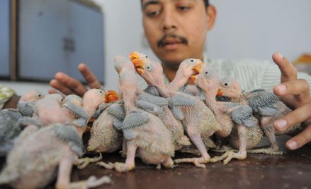 Chronione papugi w indyjskim schronisku dla zwierząt