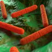 Clostridium difficile: jest pierwszy lek z bakterii kałowych od dawcy