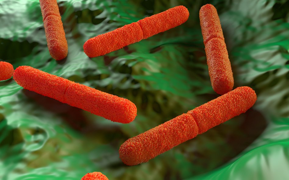 Clostridium difficile: jest pierwszy lek z bakterii kałowych od dawcy