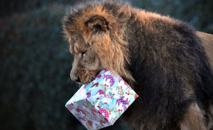 Koń, który nie mówi