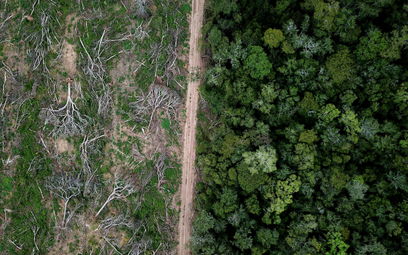 Co napędza wylesiania lasów tropikalnych. Wyniki badania