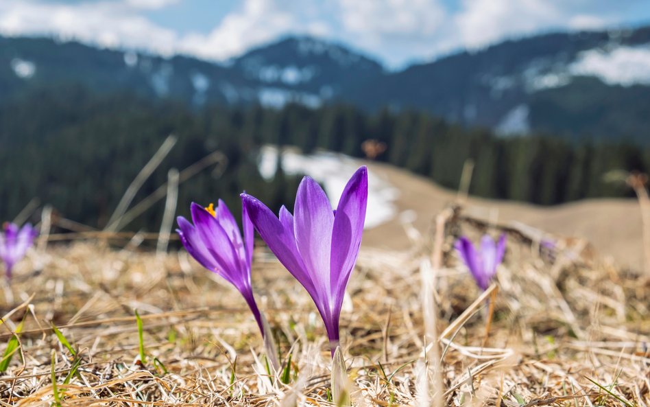 IMGW prognozuje, że od stycznia do kwietnia mogą wystąpić anomalie dotyczące m.in. temperatury