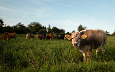 Do 2030 roku emisje z hodowli zwierząt gospodarskich muszą zostać zredukowane o 50 proc., co wymaga 
