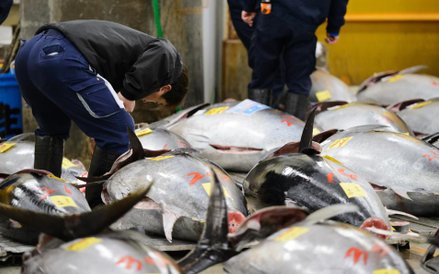 Pierwsza aukcja tuńczyna w 2018 roku na rynku Tsukiji