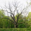 Słynny podkielecki dąb liczy sobie 650–675 lat.