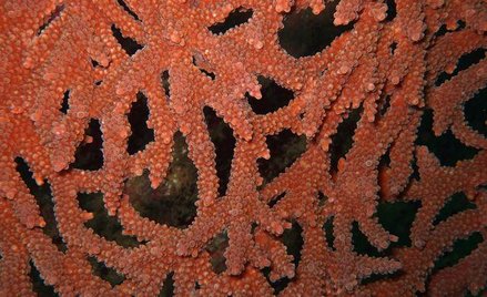 Superrezerwat Wielka Rafa Koralowa