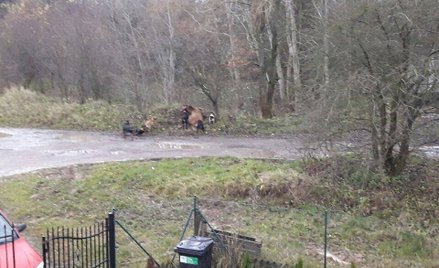 Psy rozszarpały jelenia. Myśliwi nie reagowali