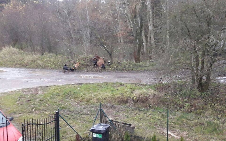 Psy rozszarpały jelenia. Myśliwi nie reagowali