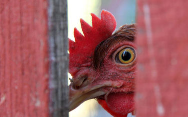 Genetyka uratuje kurczaki przed wyginięciem?