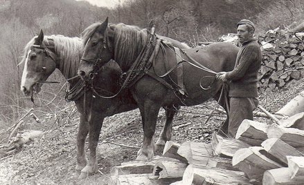 Biegnie przez sad najszybciej, jak potrafi. Nad nim mija ostatnie chatki. A potem… Do lasu. Pod noga