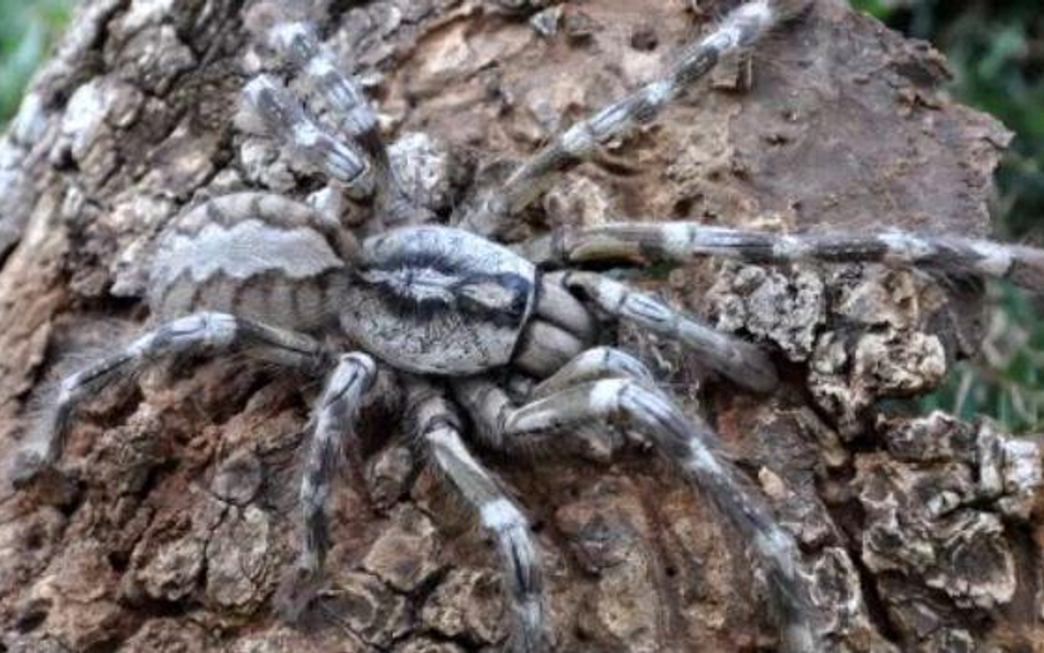 Poecilotheria Rajaei