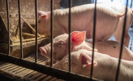Chiny: 200 mln świń straci życie. Zaraza dotarła do Tybetu