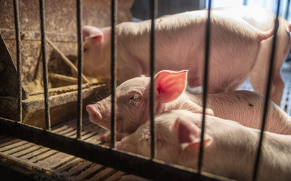 Chiny: 200 mln świń straci życie. Zaraza dotarła do Tybetu