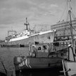 Ogółem w latach 1977–2002 polskie statki złowiły 201 tysięcy ton złotego runa. Na zdjęciu: trawler p