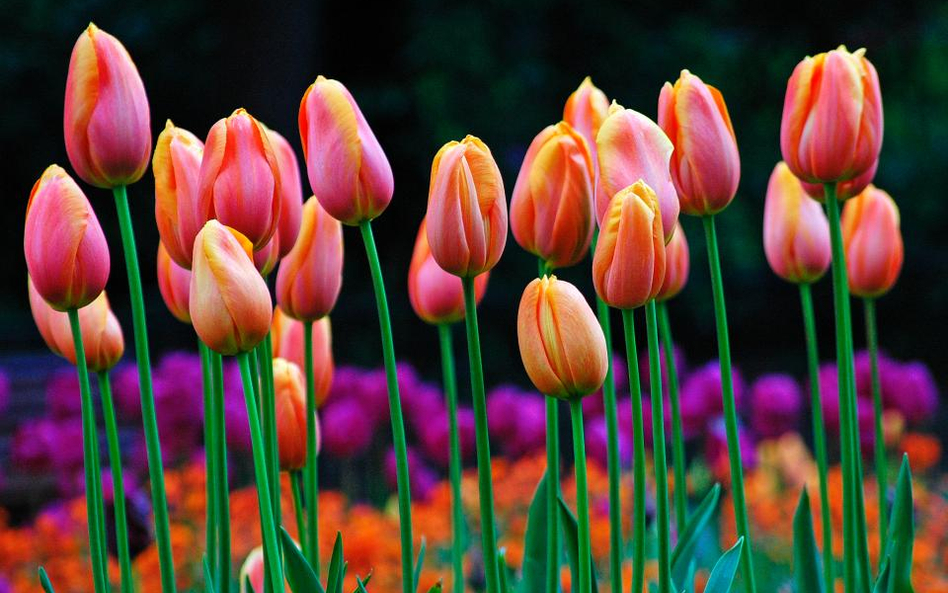 Tulipany (Fot. [Duncan] / Foter / CC BY)