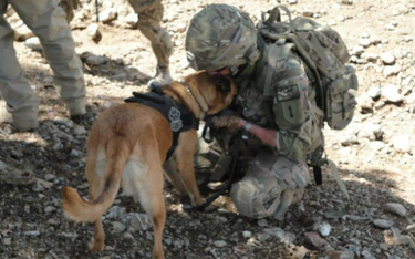 Sześć lat walczył o adopcję psa-partnera z Afganistanu