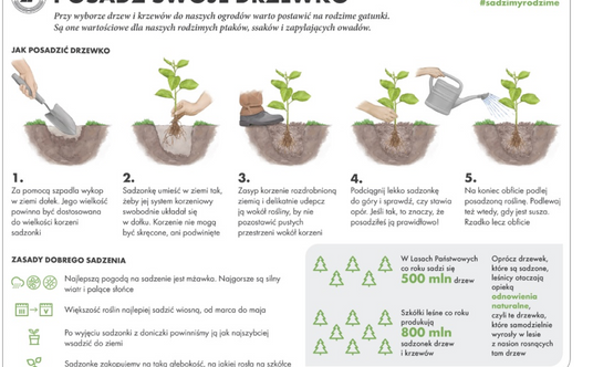 Jak posadzić drzewo?