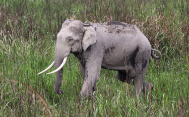 Uderzenie pioruna mogło zabić stado dzikich słoni w Indiach