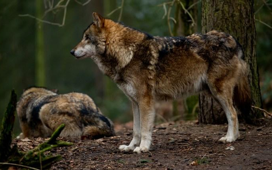 Kiedy pies zrzucił wilczą skórę