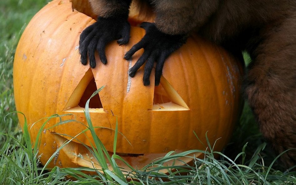 Petycja do Trumpa o przesunięcie Halloween