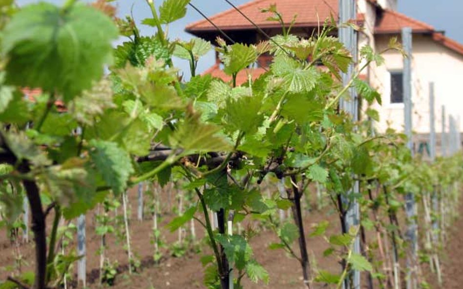 Winnica Vanellus w Podkarpaciu - młode pędy