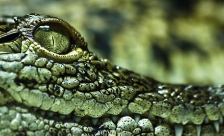 Kajman na mokradłach przy Odrze