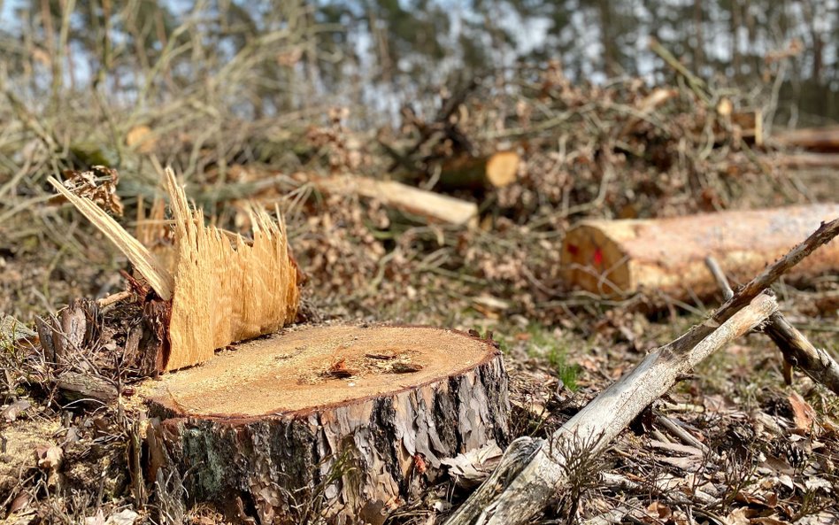 Wycięli drzewa w Bielsku Białej. Decyzja cofnięta, inwestycja zatrzymana