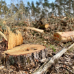 Rzeź karpackich olbrzymów. Leśnicy wycinają 300-letnie drzewa