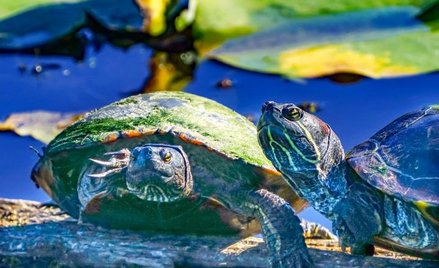 Handel pochodzącym z Ameryki Północnej żółwiem malowanym (Chrysemys picta), należącym do rodziny żół