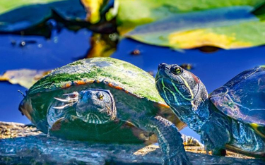 Handel pochodzącym z Ameryki Północnej żółwiem malowanym (Chrysemys picta), należącym do rodziny żół
