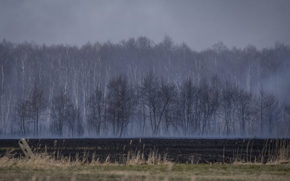 Pożar nad Biebrzą: 10 tys. nagrody za wskazanie podpalacza