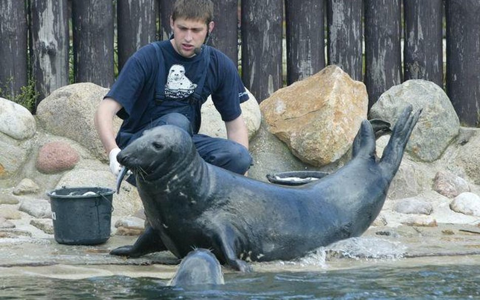 Fokarium na Helu poczeka na rozbudowę