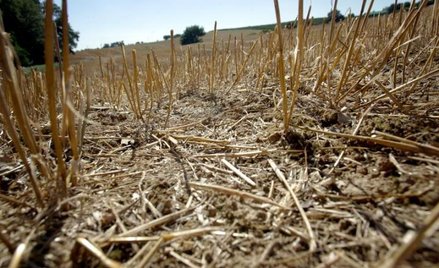 Rolnicy dostaną wsparcie po klęsce