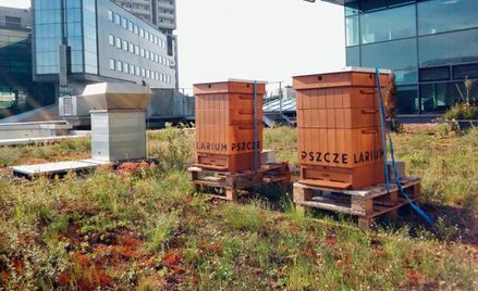 Moda na ule w aglomeracjach przyszła do nas z Zachodu