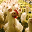 Więcej drobiu pojedzie do Chin