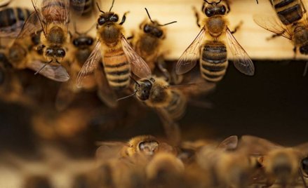 Pszczoły opóźniły wylot samolotu o ponad 2 godziny