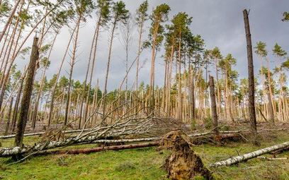 Aż 220 mln drzewek trzeba zasadzić na Pomorzu, Kujawach i w Wielkopolsce na terenach spustoszonych w
