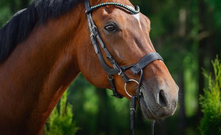 Będzie rzecznik praw zwierząt? PiS nie mówi „nie”