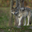 Podlasie: Znaleziono zastrzeloną wilczycę