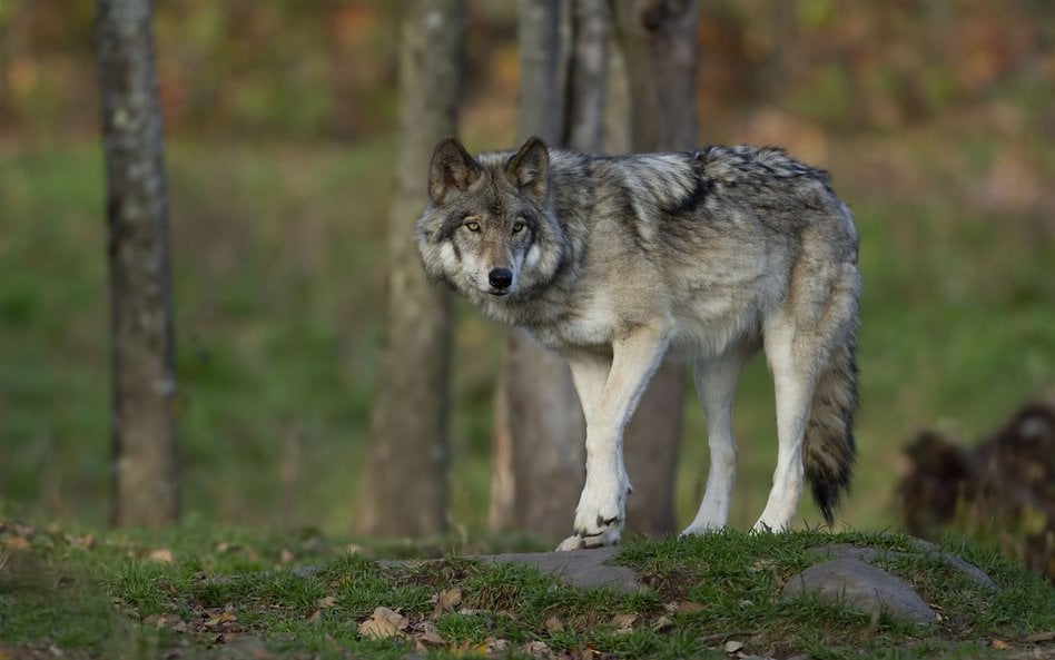 Podlasie: Znaleziono zastrzeloną wilczycę