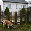 Posiadacze psów za jednego czworonożnego przyjaciela muszą zapłacić w 2015 r. nawet 121,50 zł
