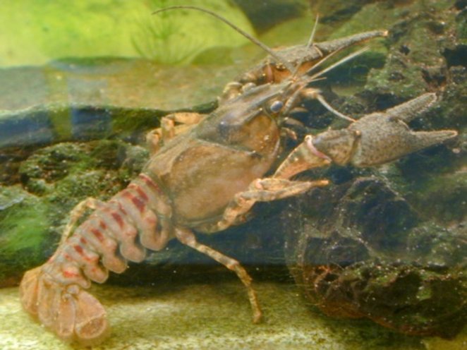 Rak pręgowaty (Orconectes limosus)