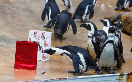 Prezenty dostają także mieszkańcy zoo w Hanowerze.