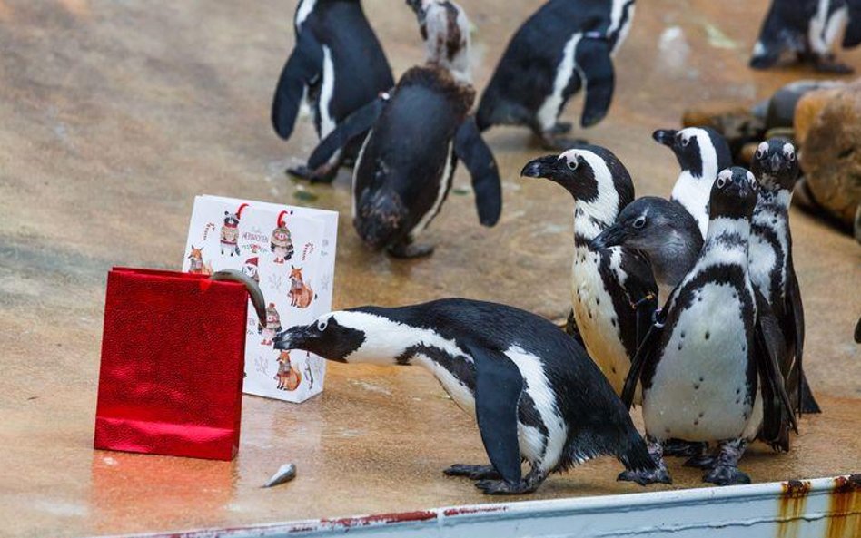 Prezenty dostają także mieszkańcy zoo w Hanowerze.