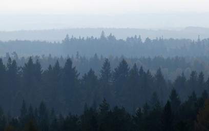 Pomysł LP na aukcję CO2 pochłoniętym przez lasy