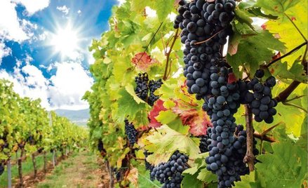 Ile za ziemię pod winnicę