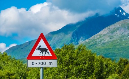 Łoś spowodował zamknięcie linii metra w Oslo