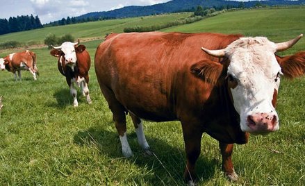 Jeśli uda się opracować metodę fabrykowania mięsa, słowo „ubój” przejdzie do historii języka