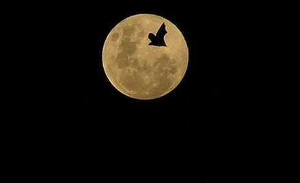 Kosmos: kradzież kamienia z Księżyca w USA